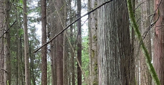 Grief and loss can be traumatic image